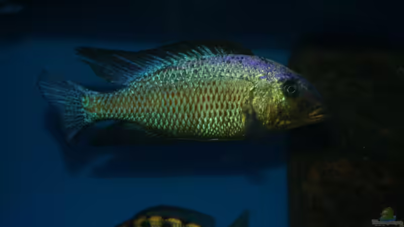 Fossochromis rostratus male von Oeli (59)