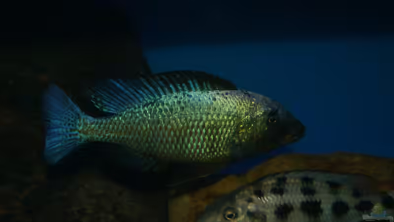 Fossochromis rostratus male von Oeli (62)