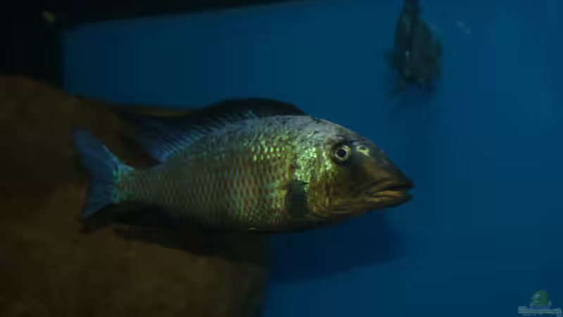 Fossochromis rostratus male von Oeli (65)