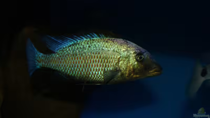Fossochromis rostratus male von Oeli (69)