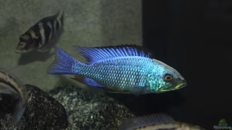 Fossochromis Rostratus von Lemans (6)