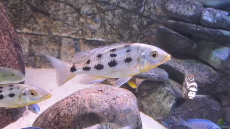Fossochromis rostratus von Manfred Meyer (41)