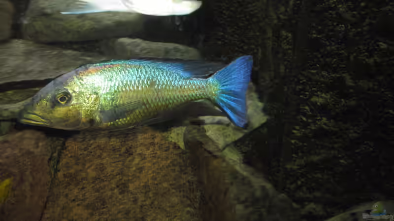 Fossochromis Rostratus von Manfred Meyer (42)