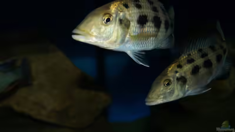Fossochromis rostratus von Oeli (60)