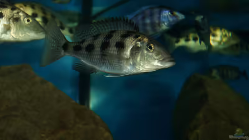 Fossochromis rostratus von Oeli (61)