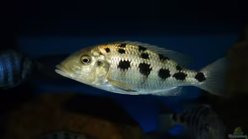 Fossochromis rostratus von Oeli (63)