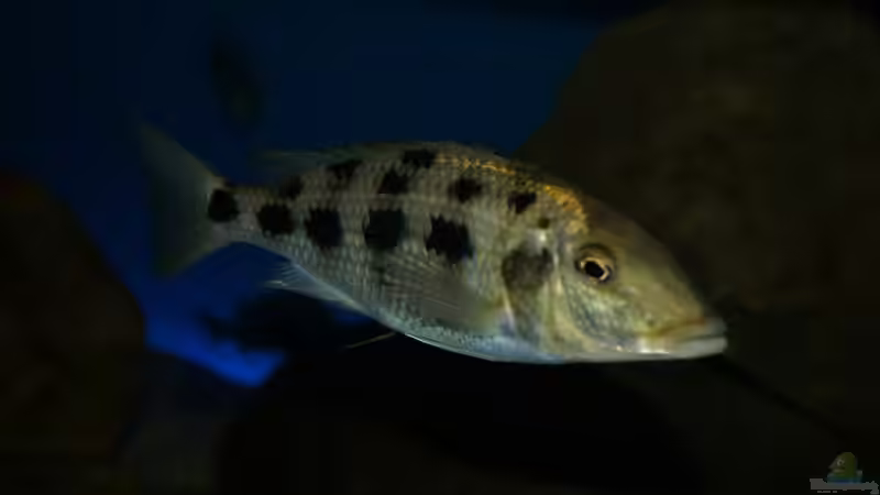 Fossochromis rostratus von Oeli (64)