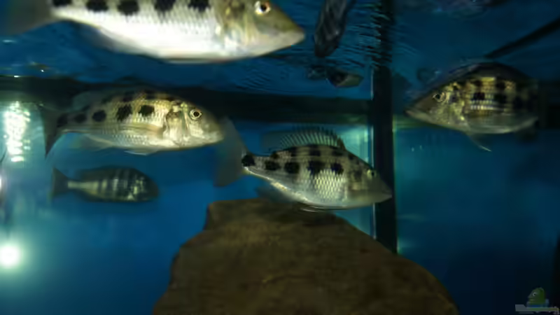 Fossochromis rostratus von Oeli (66)