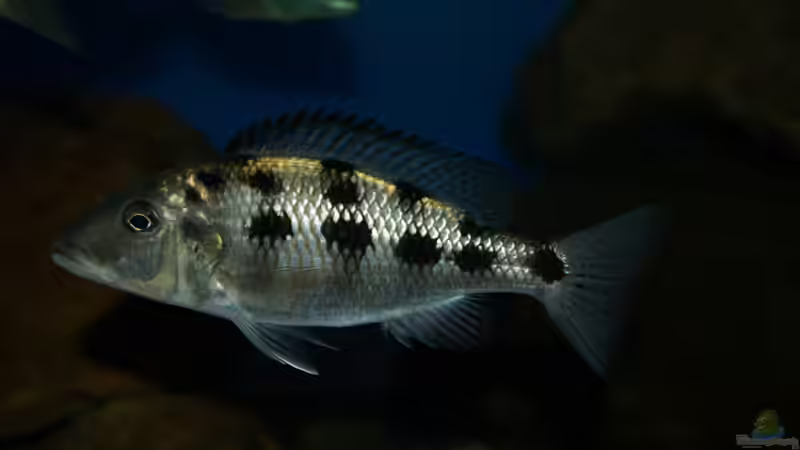 Fossochromis rostratus von Oeli (73)