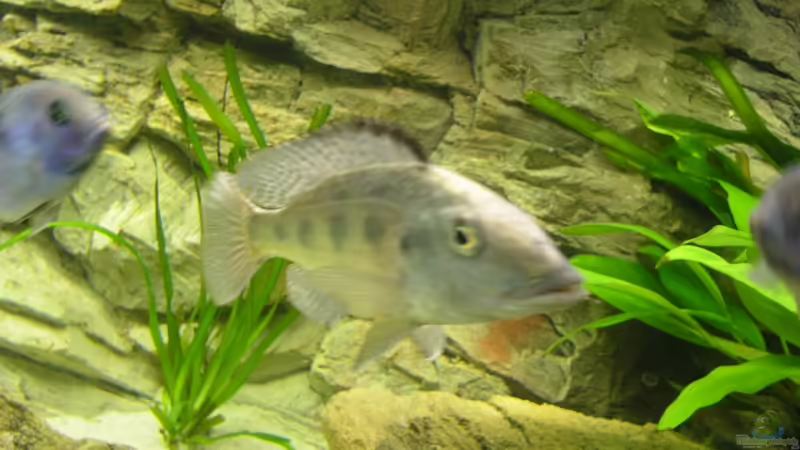 Fossochromis rostratus Weib von Wesermalawi (45)