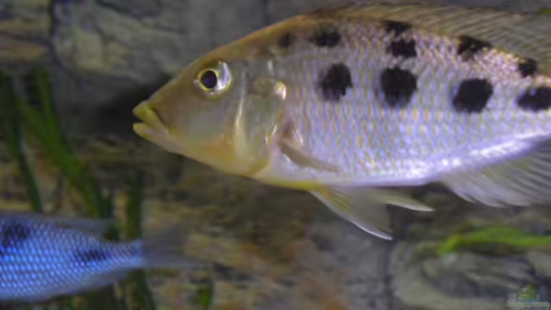 Fossochromis rostratus Weib von Wesermalawi (46)