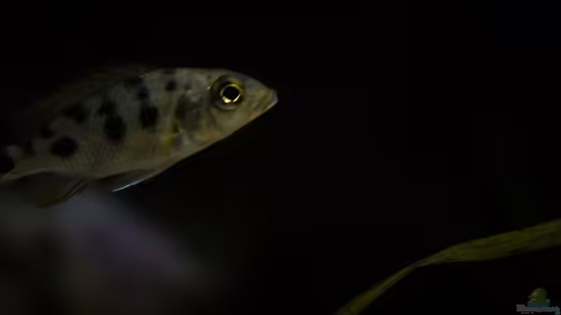 Fossorochromis rostratus .. der ´Kleine´ .. Abendstimmung ohne Blitz fotografiert .. von AjakAndi (76)