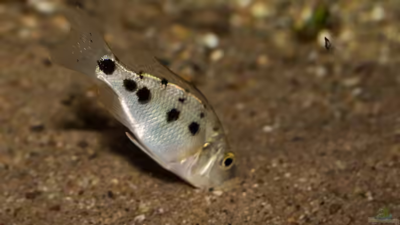 Fossorochromis rostratus .. so sieht das nach der Fütterung mit dem Futter der Panta Rhei aus ... von AjakAndi (94)