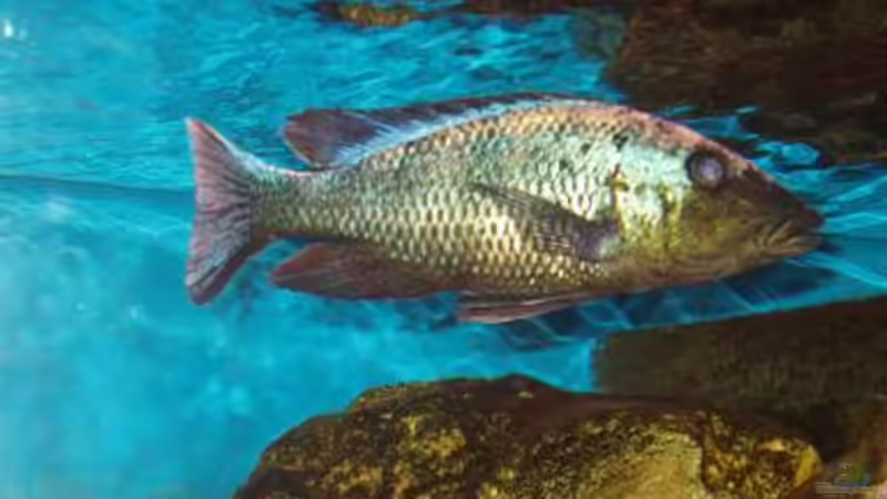 Fossorochromis rostratus, F2NZ  von Mark Mondl (20)