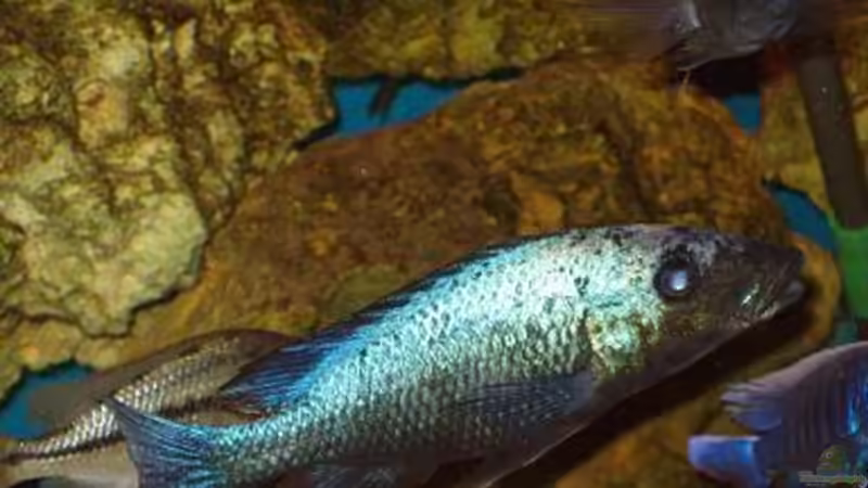 Fossorochromis rostratus, F2NZ  von Mark Mondl (9)