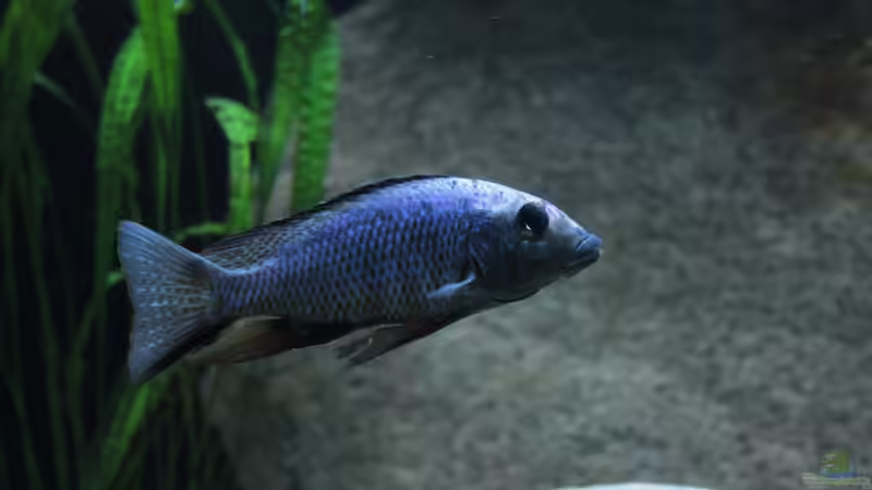 Fossorochromis Rostratus  von Lukas Meierjohann (11)