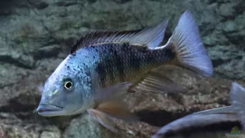 Fossorochromis rostratus m von Tom (32)