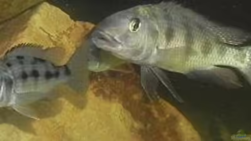 Fossorochromis rostratus Paar von daniel5 (10)