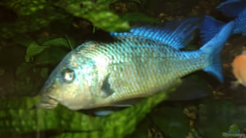 Fossorochromis rostratus von Bernd Niehoff (37)