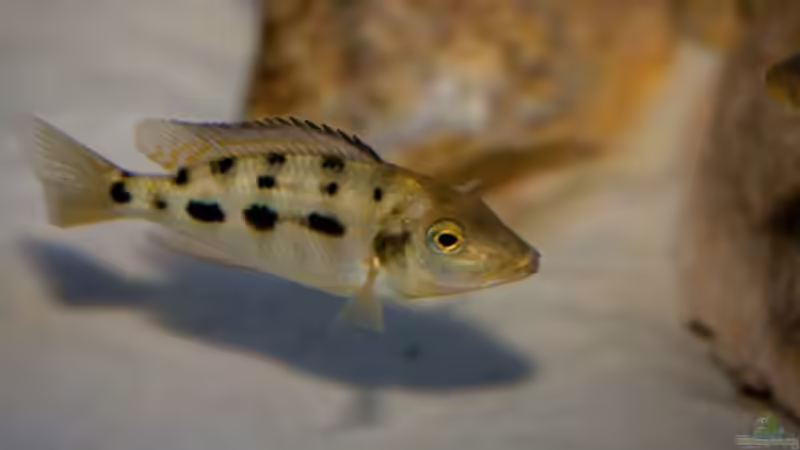 Fossorochromis rostratus von Holger74 (25)