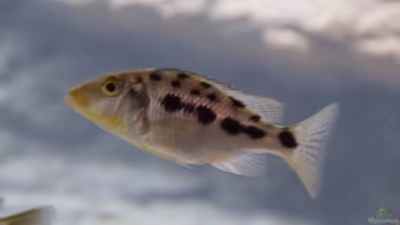 Fossorochromis rostratus von Tom (15)