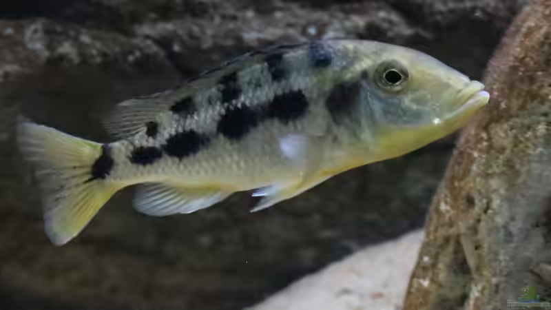 Fossorochromis rostratus w von Tom (30)
