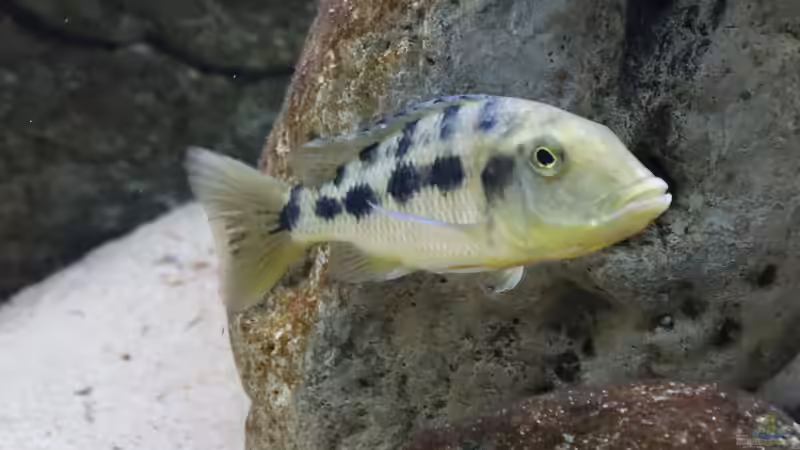 Fossorochromis rostratus w von Tom (31)