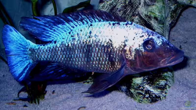 Fossorochromis rostratus WF von Wolfgang Schlader (39)