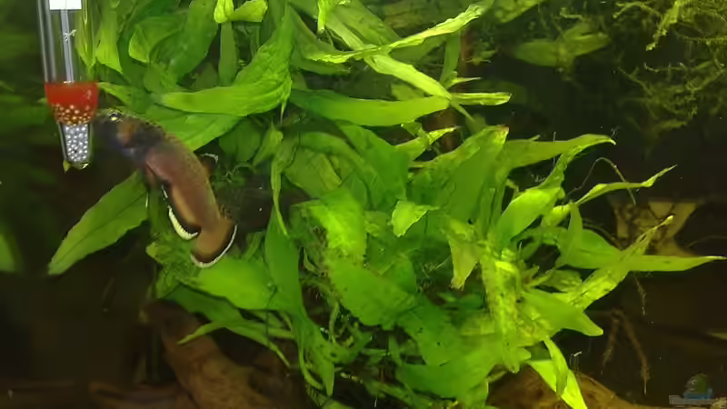 Foto aus dem Vorgängerbecken 54 Liter von Heiko Bischof (19)