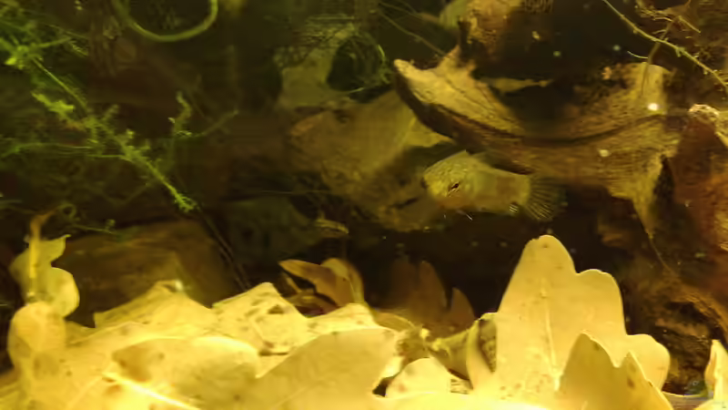 Foto aus dem Vorgängerbecken 54 Liter von Heiko Bischof (20)