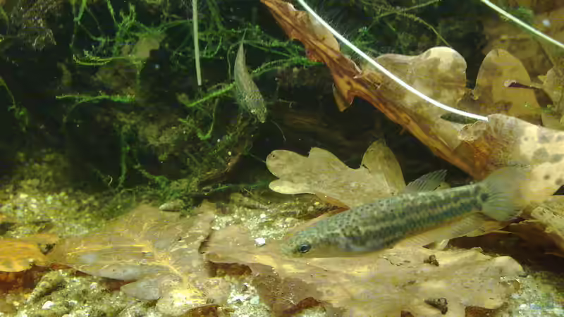 Foto aus dem Vorgängerbecken 54 Liter von Heiko Bischof (21)