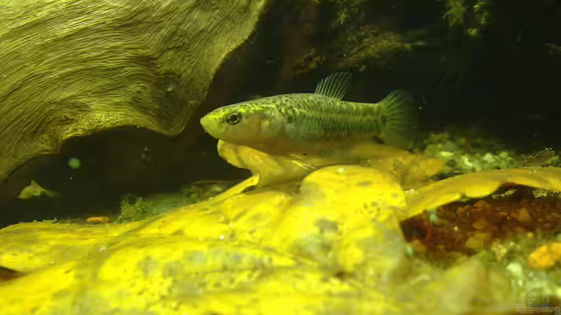 Foto aus dem Vorgängerbecken 54 Liter von Heiko Bischof (23)