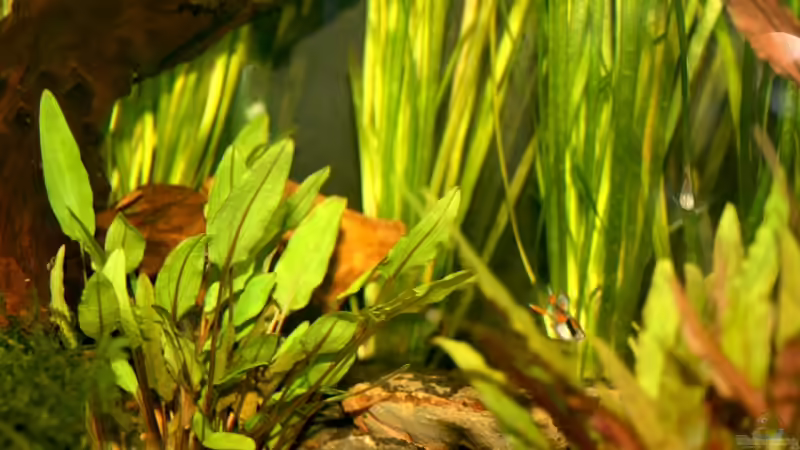 Foto bei Neueinrichtung am 30. August 2008 von Calexico (6)