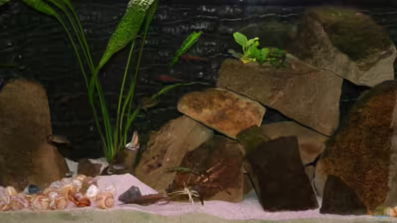 Foto mit Blitz von Alexander Hinz (2)