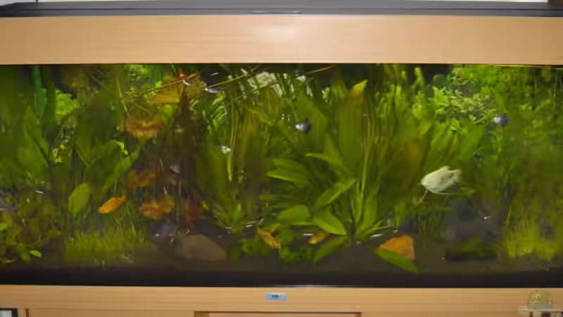 Foto ohne Blitz von Franziska Pfeiffer (2)