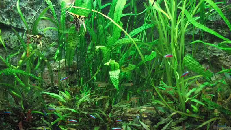 Foto vom 15. Dezember 2009 von Bämbel (1)