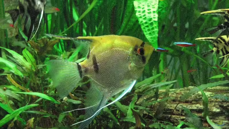 Foto vom 15.12.2009 von Bämbel (21)