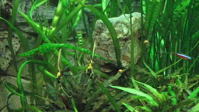 Foto vom 15.12.2009 von Bämbel (54)