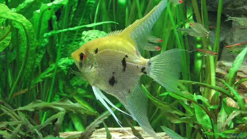 Foto vom 17.10.2009, Skalar Bock von Bämbel (49)