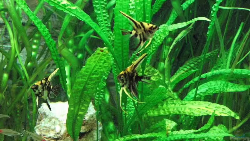 Foto vom 17.10.2009 von Bämbel (20)