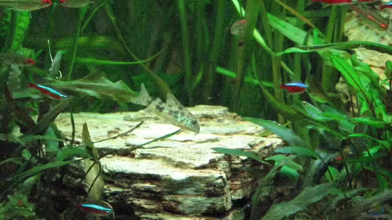 Foto vom 20.09.2009 von Bämbel (12)