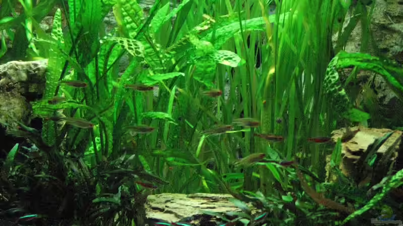 Foto vom 20.09.2009 von Bämbel (14)