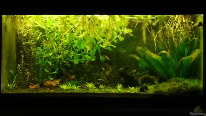 Foto vom 21.8.2009 nach Totalumbau von Leinad78 (1)