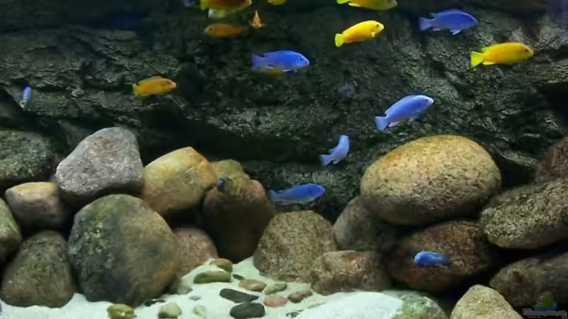 foto vom 22.12.  von Rene Sarink (7)