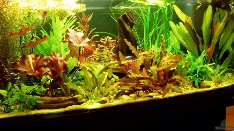 Foto vom 29.05.08 von Funky (1)