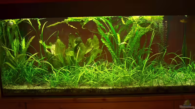 Foto vom 4.7.2011 von tomxl (2)