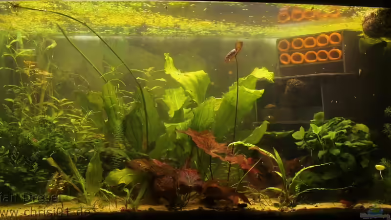 Foto vom 8.6.2013 die Pflanzen dürfen noch etwas wachsen von chrisi01 (3)