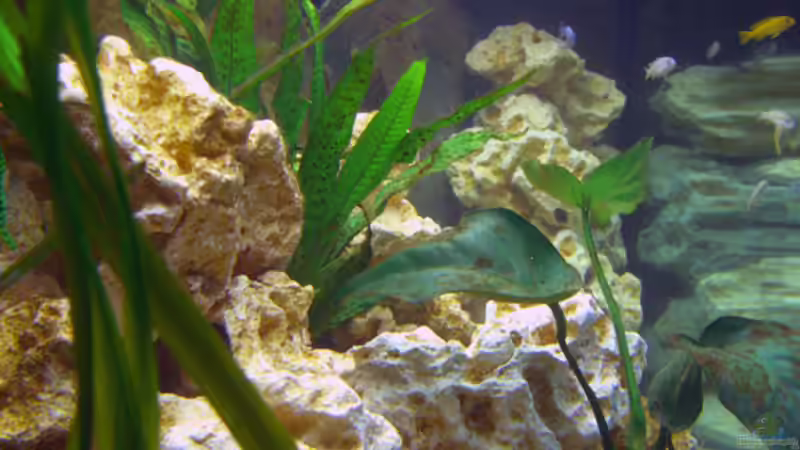 Foto von der linken Seitenscheibe. von Markus Hütte (3)