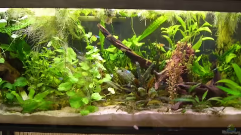 Foto von Mai 2007 von Deichkind83 (2)