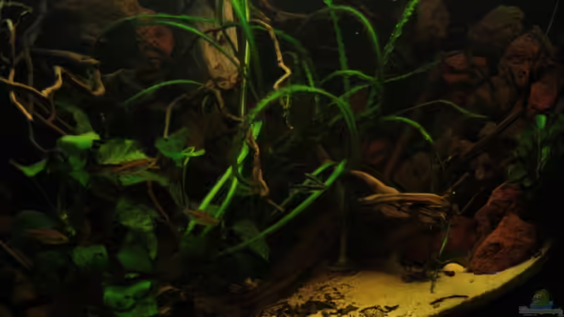 Fotografie des Beckens schräg nach rechts aufgenommen. von Bämbel (8)